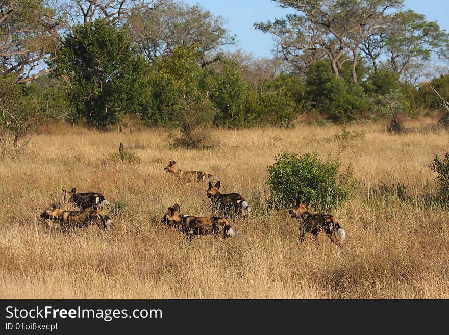 Wild dogs in South Africa