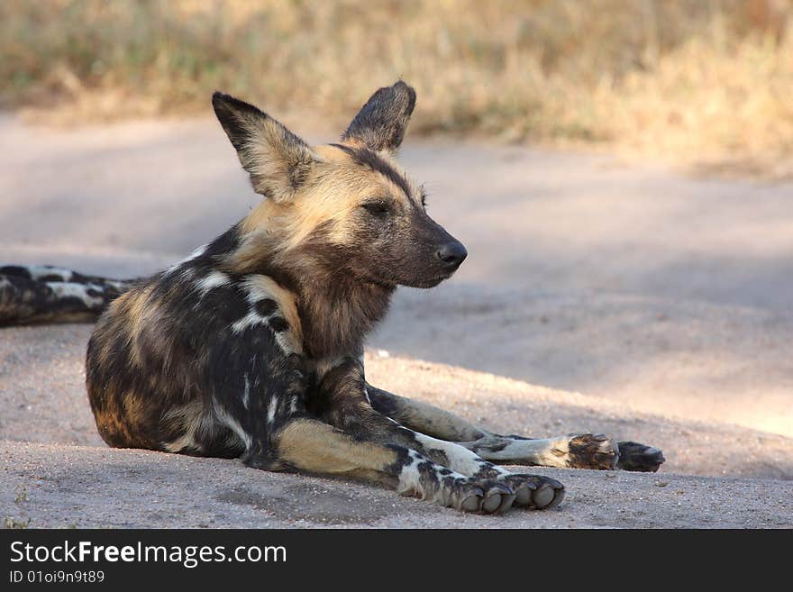 Wild Dogs In South Africa