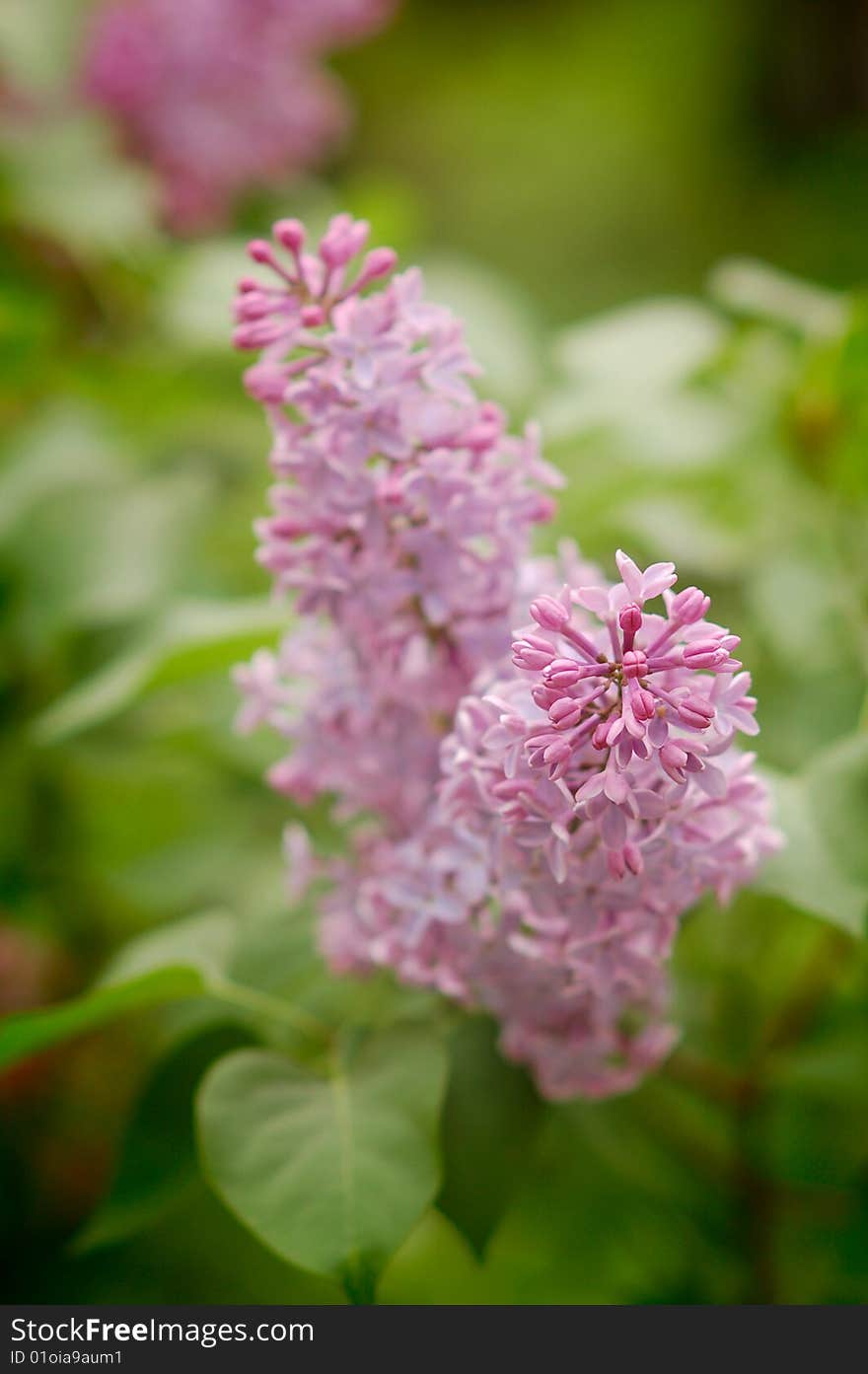 Close-up branch of violet lilac in the garden