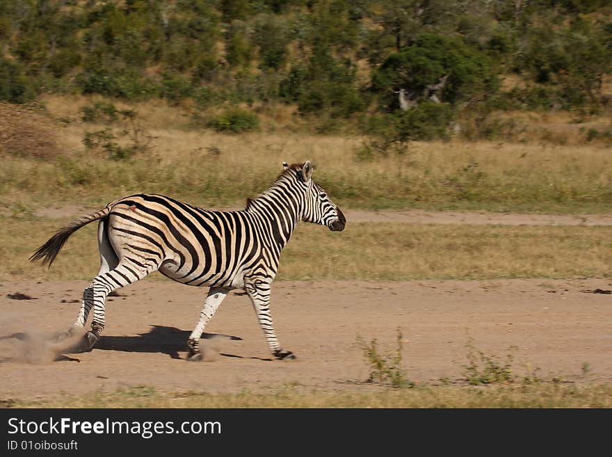 Zebra in Sabi Sand Reserve