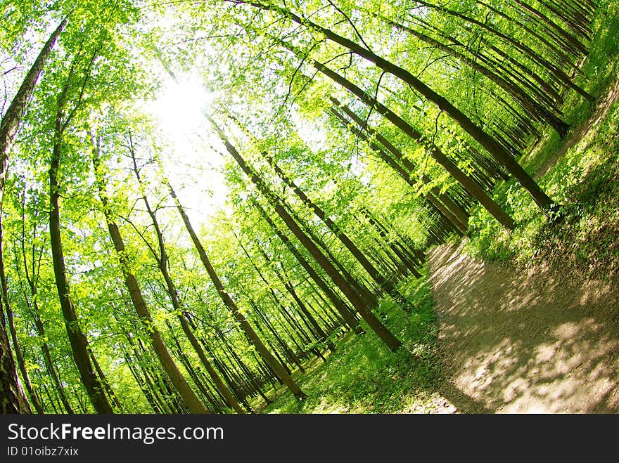 A path is in the green forest