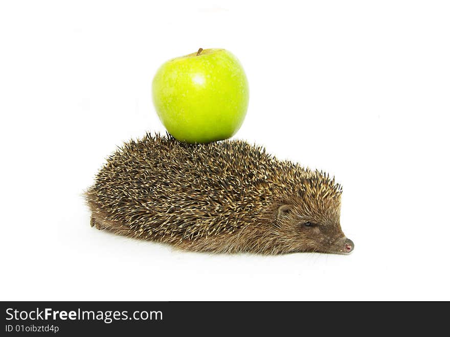 Hedgehog and apple