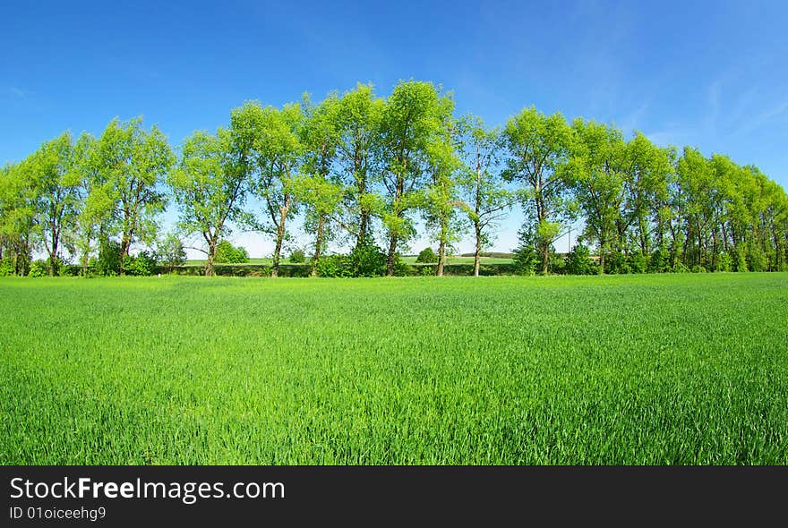 Field on a background of the blue sky. Field on a background of the blue sky