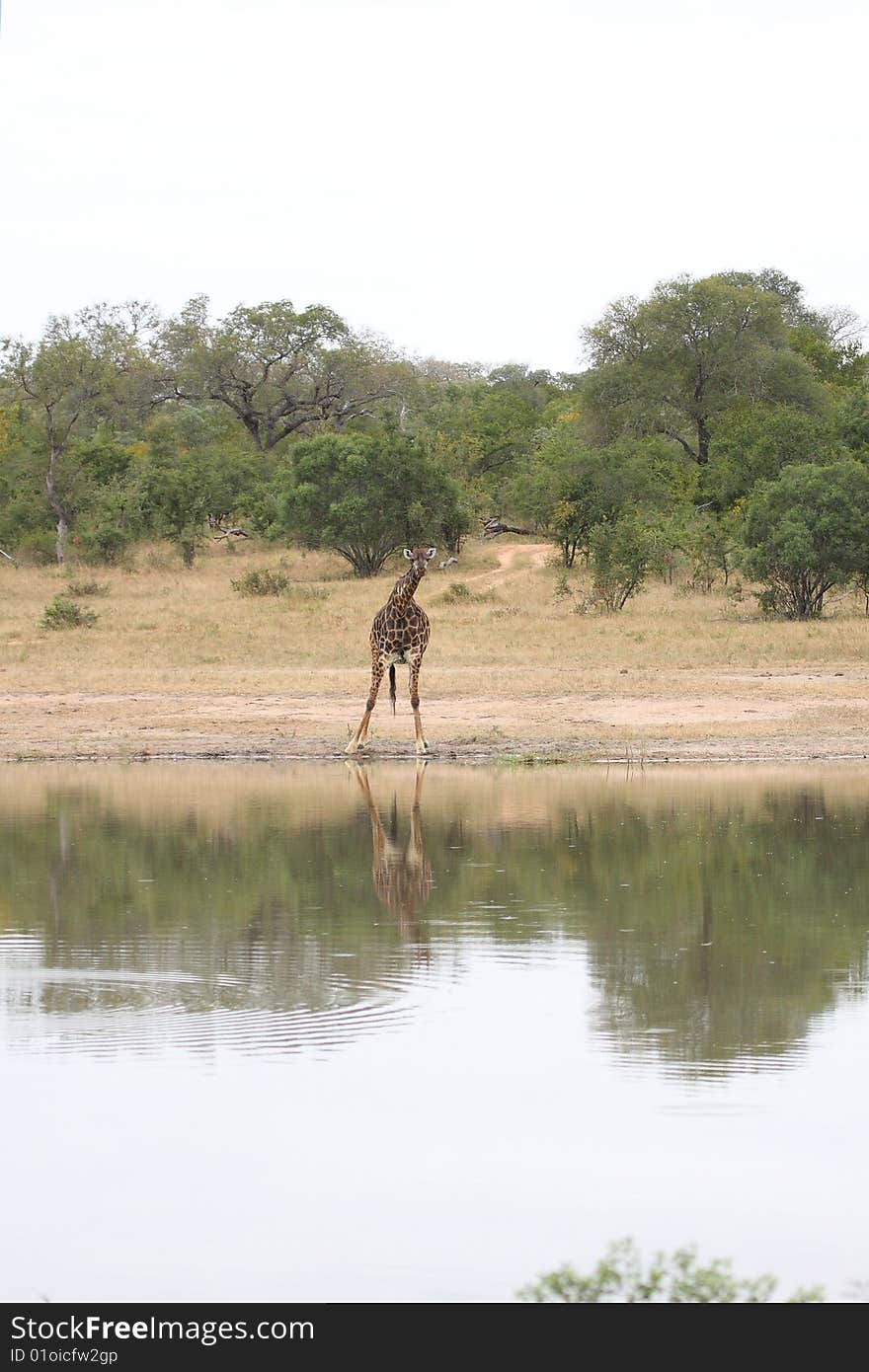 Giraffe in Sabi Sand Reserve, South Africa