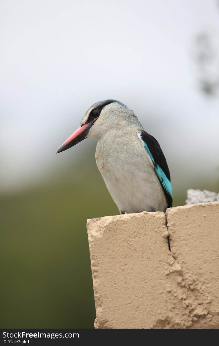 African Kingfisher Perched, South Africa