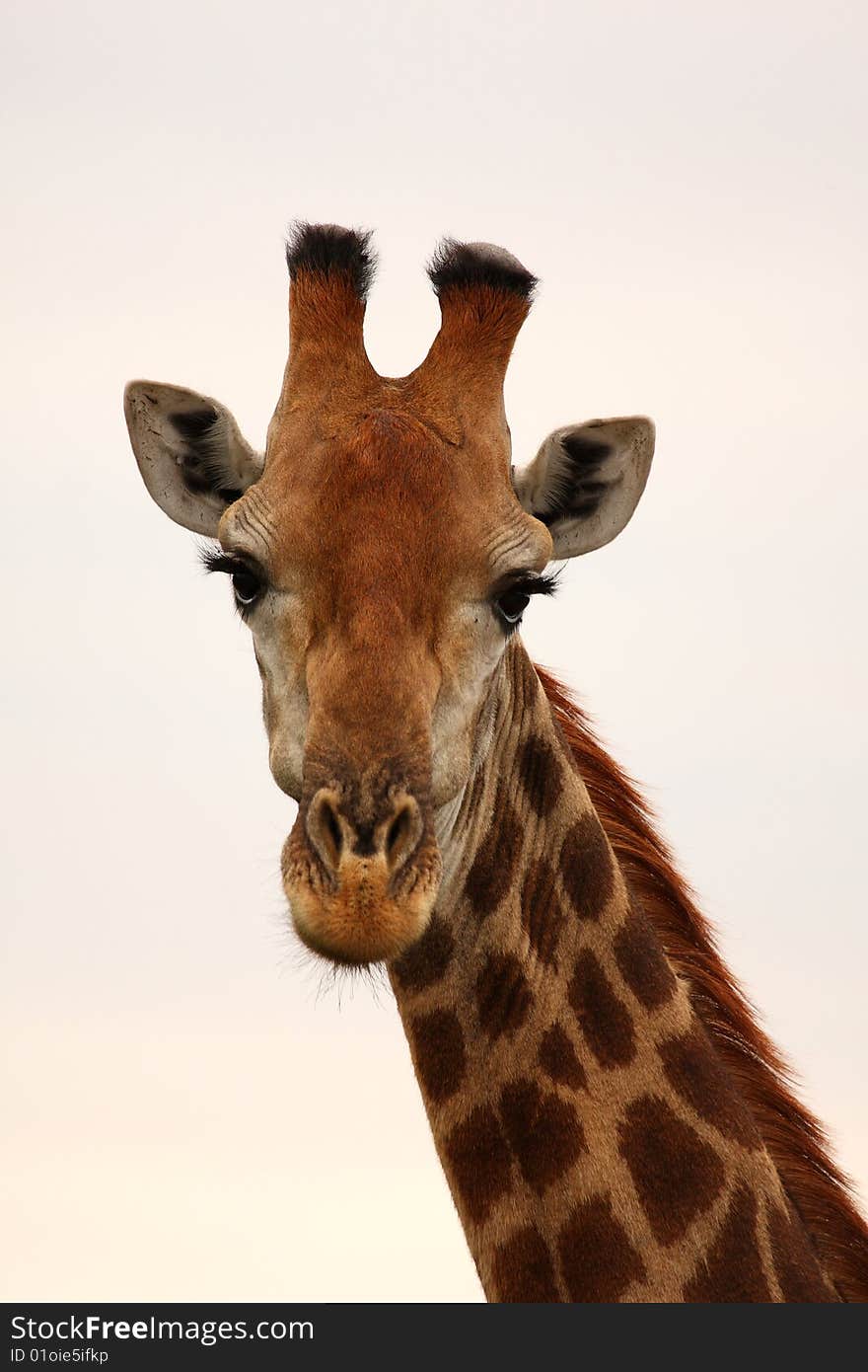 Giraffe in Sabi Sand Reserve, Africa