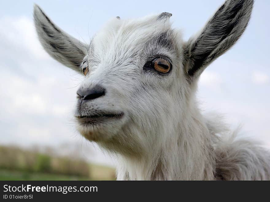 The portrait of a young curious goat. The portrait of a young curious goat