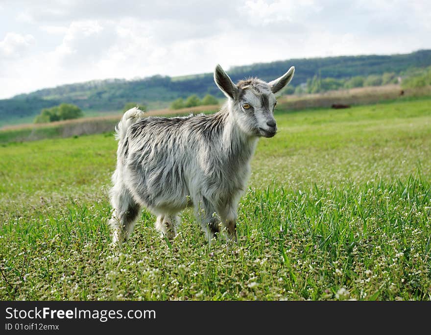 The little goat on a green meadow