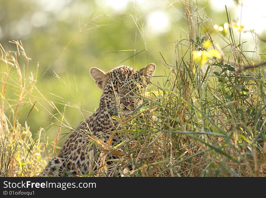 Leopard in Sabi Sand Private Reserve