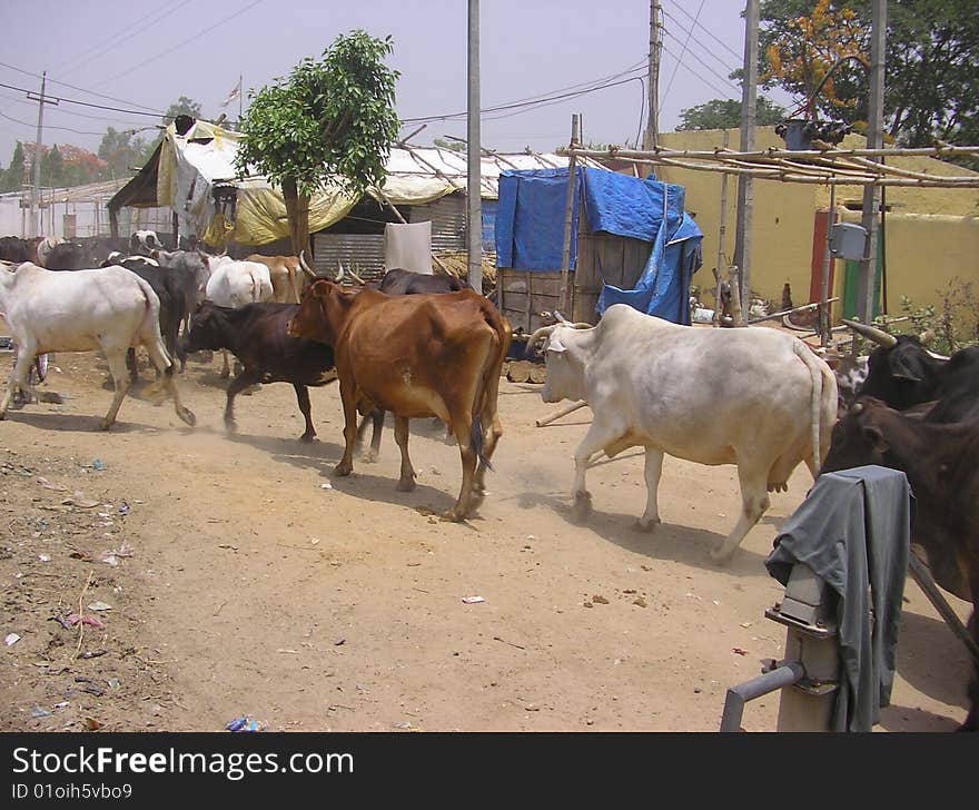 Some homeless indian cows walking along the street. Some homeless indian cows walking along the street