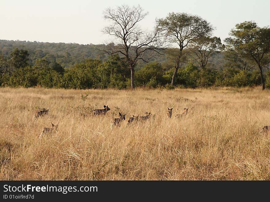 Wild dogs in South Africa