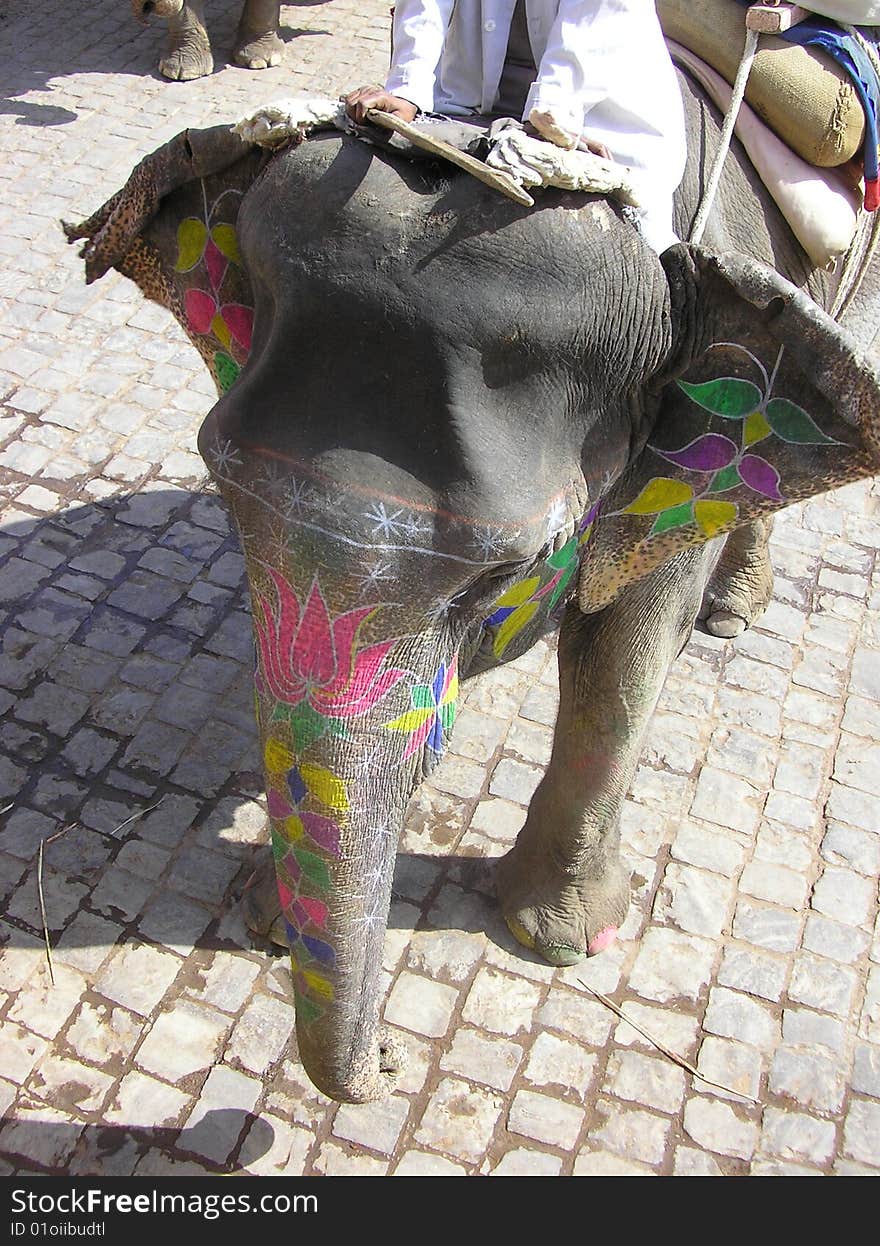 Head of color-tatued elephant. India. Head of color-tatued elephant. India.