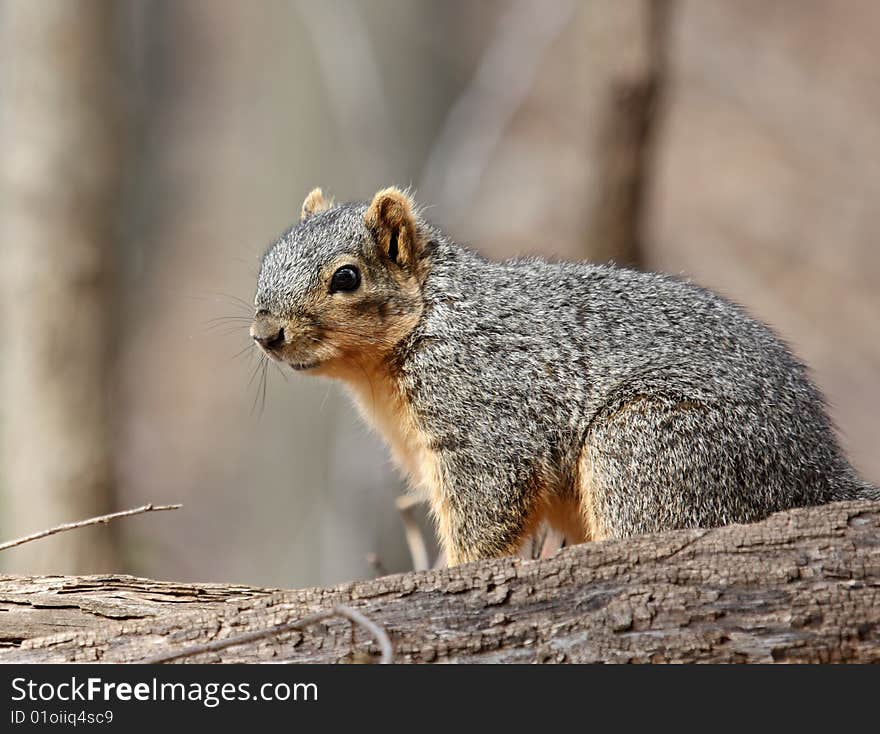 Fox Squirrel