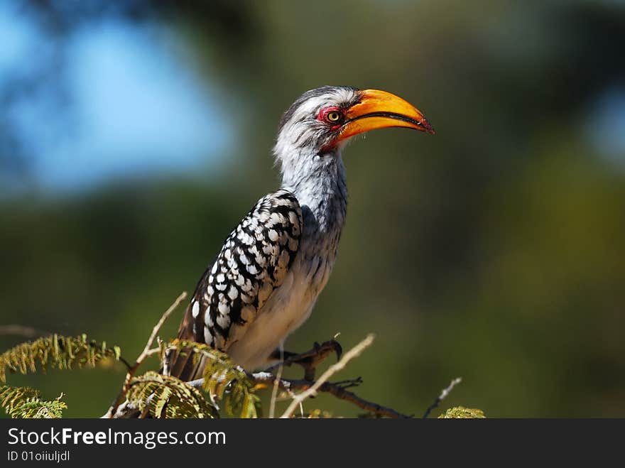 Southern Yellow-billed Hornbill