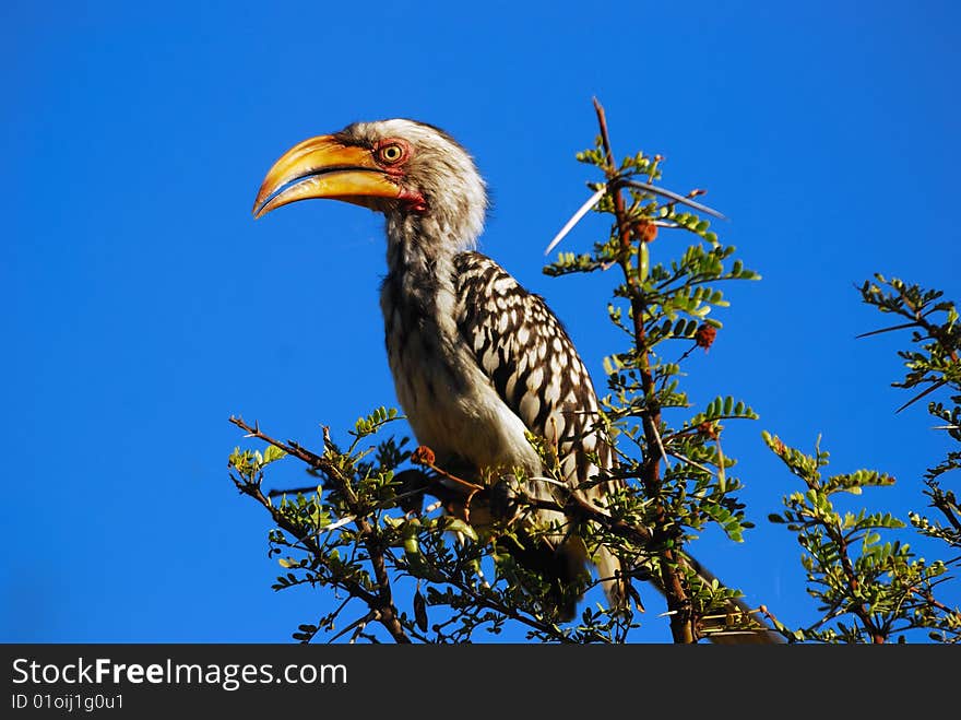 The Southern Yellow-billed Hornbill (Tockus leucomelas) is a Hornbill found in southern Africa. It is a medium sized bird, with length between 48 to 60 cm (South Africa)