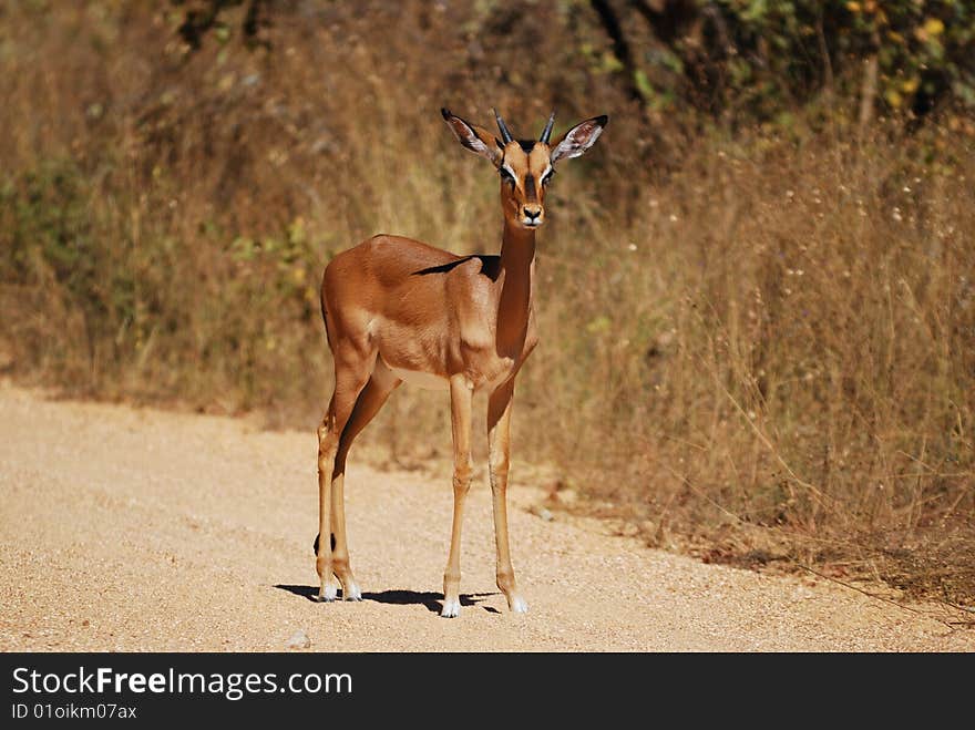 An impala (Aepyceros melampus) is a medium-sized African antelope. The name impala comes from the Zulu language. They are found in savannas and thick bushveld in Kenya, Tanzania, Mozambique, northern Namibia, Botswana, Zambia, Zimbabwe, southern Angola, northeastern South Africa and Uganda. An impala (Aepyceros melampus) is a medium-sized African antelope. The name impala comes from the Zulu language. They are found in savannas and thick bushveld in Kenya, Tanzania, Mozambique, northern Namibia, Botswana, Zambia, Zimbabwe, southern Angola, northeastern South Africa and Uganda.