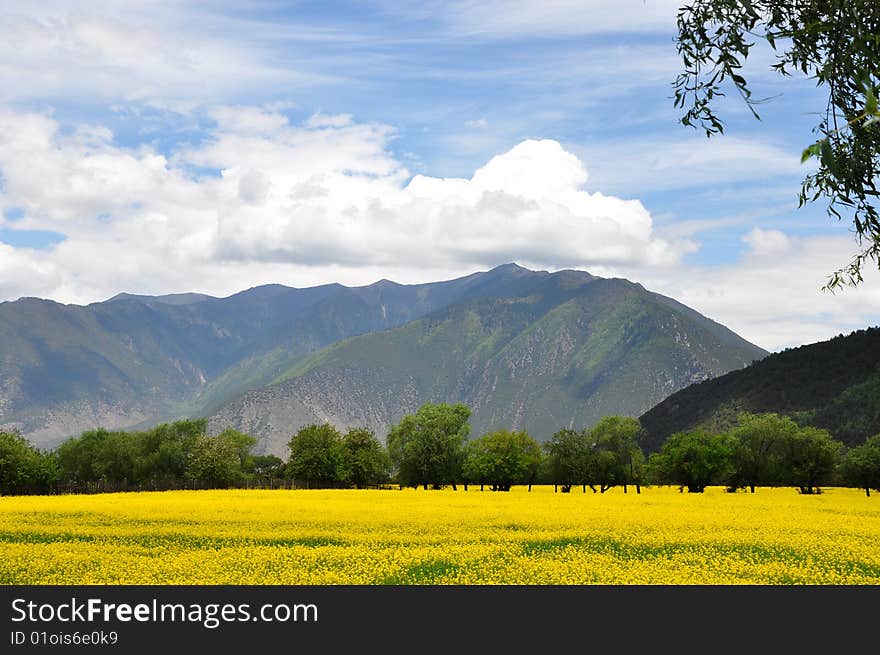 Beautiful rape and cloud in Tibet china