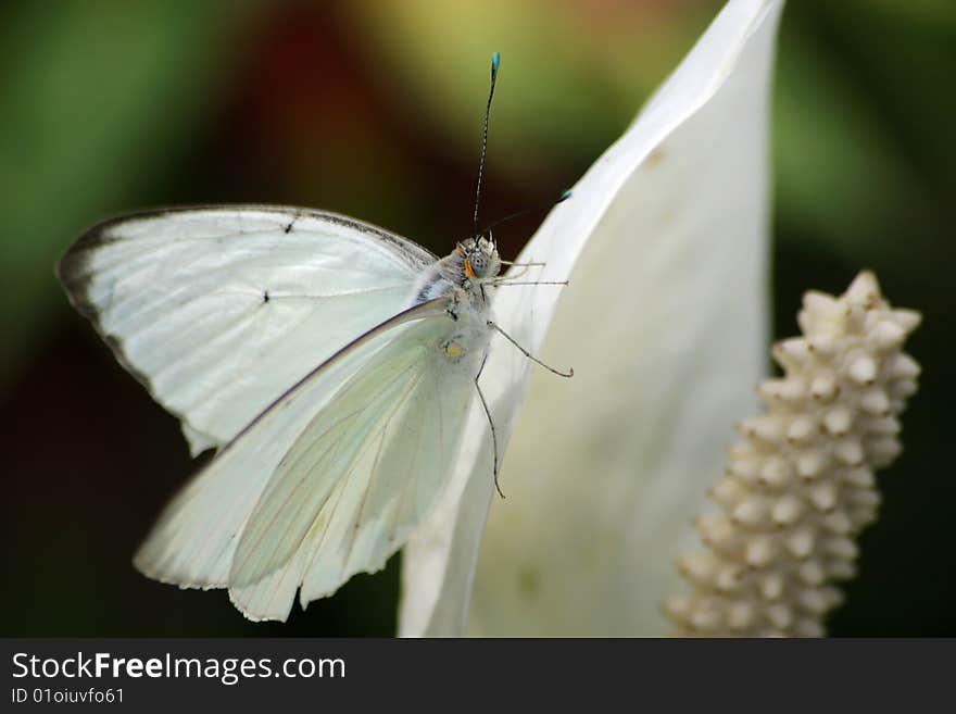 Small Butterfly, Great Southern White , Ascia monuste