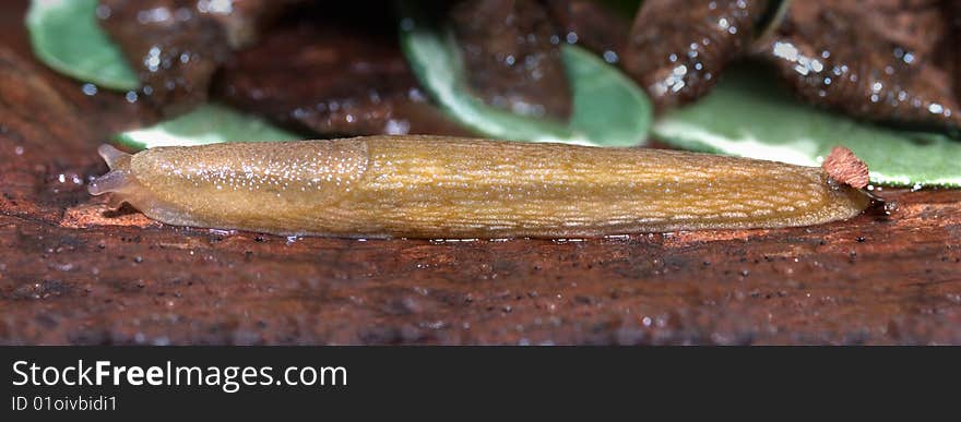 Slug, Dusky Arion, Arion subfuscus, Gastropod Mollusk, In Motion And Racing For Cover