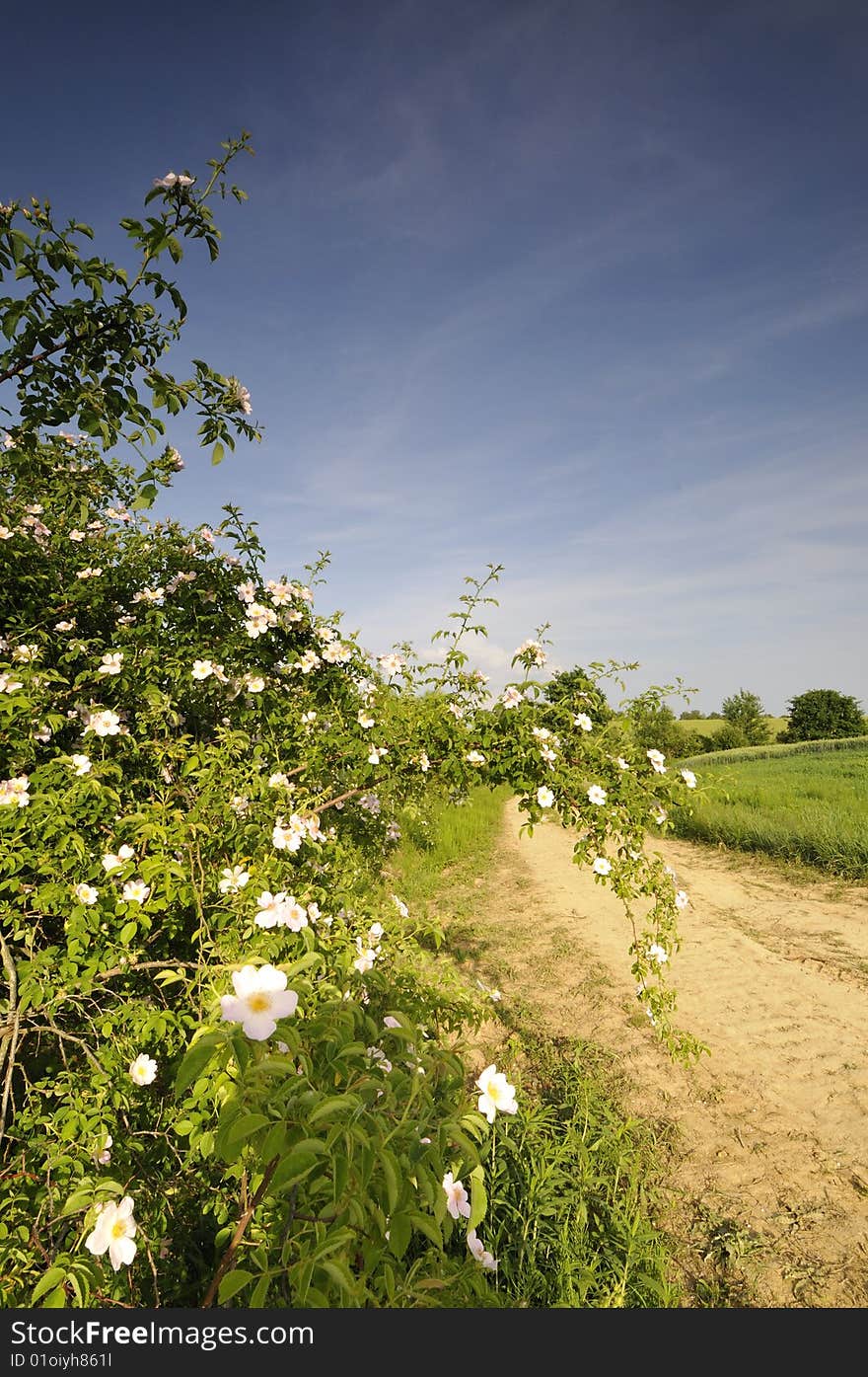 Flourished Bush