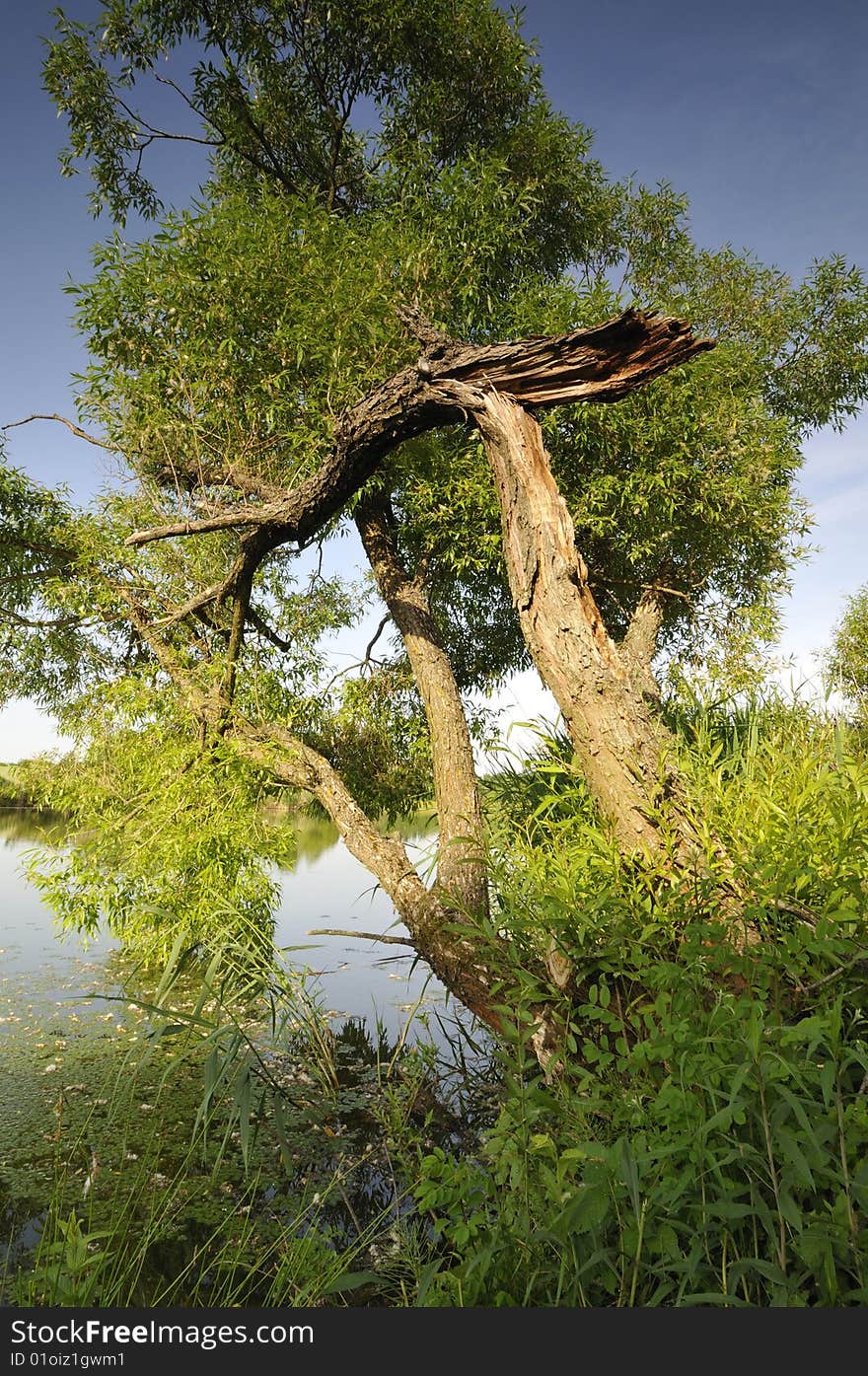 Old broken tree leaning over the lake. Old broken tree leaning over the lake