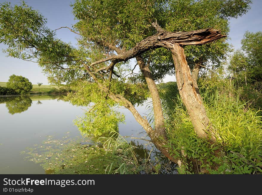 Old tree over the lake in  the early afternoon