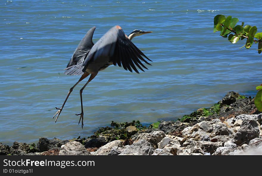 Blue Heron takes off from rocks