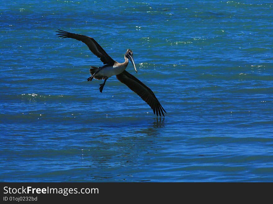 Pelican flying over water