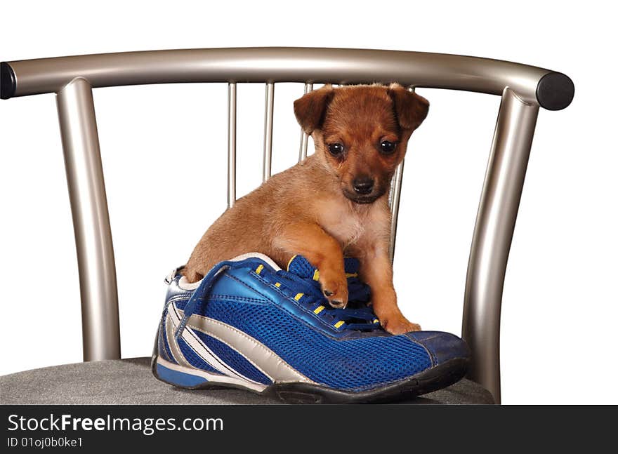 Little puppy in the blue shoe. Little puppy in the blue shoe