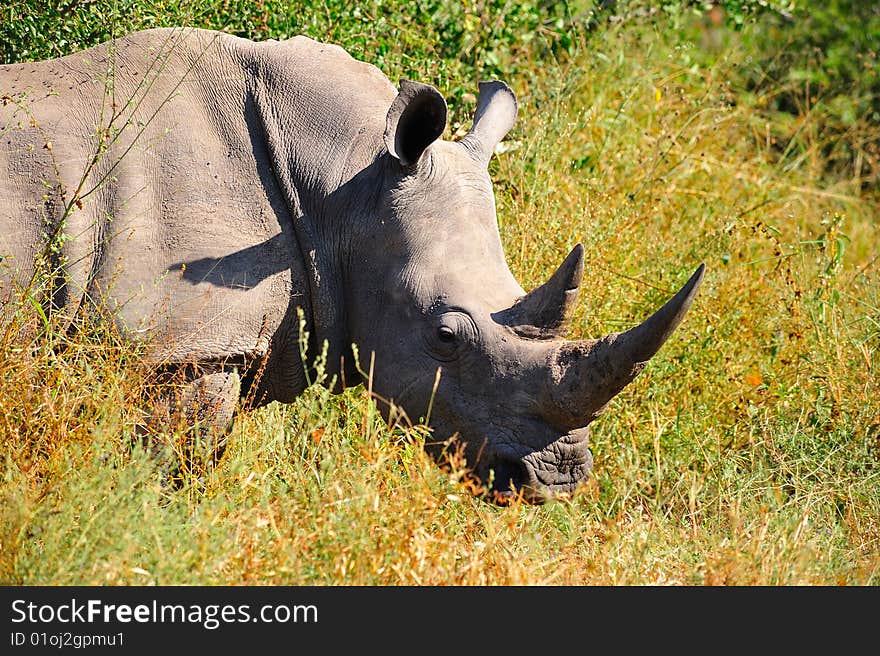 The White Rhinoceros or Square-lipped rhinoceros (Ceratotherium simum) is one of the five species of rhinoceros that still exist and is one of the few megafauna species left (South Africa). The White Rhinoceros or Square-lipped rhinoceros (Ceratotherium simum) is one of the five species of rhinoceros that still exist and is one of the few megafauna species left (South Africa).