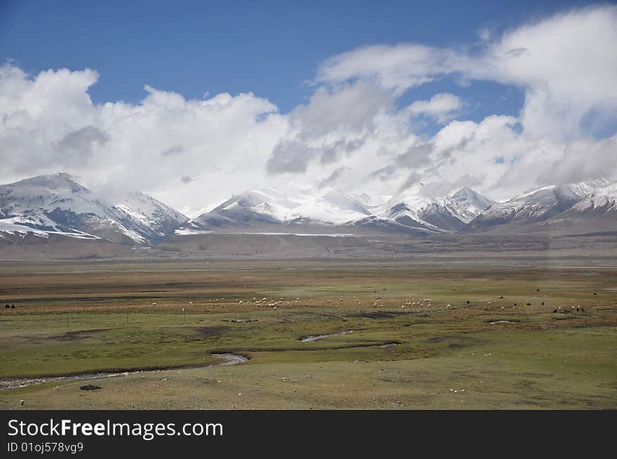 meadow and snow mountain in tibet