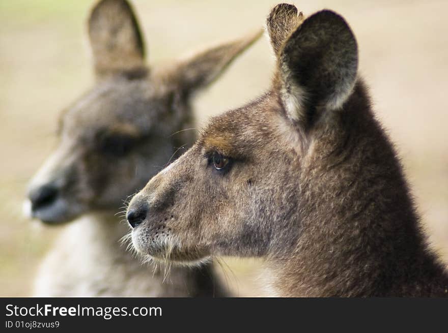 A portrait of a kangaroo, tasmania. A portrait of a kangaroo, tasmania