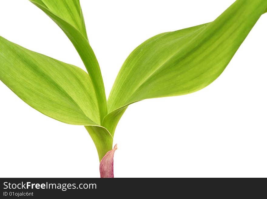 This is a muguet leaves close up