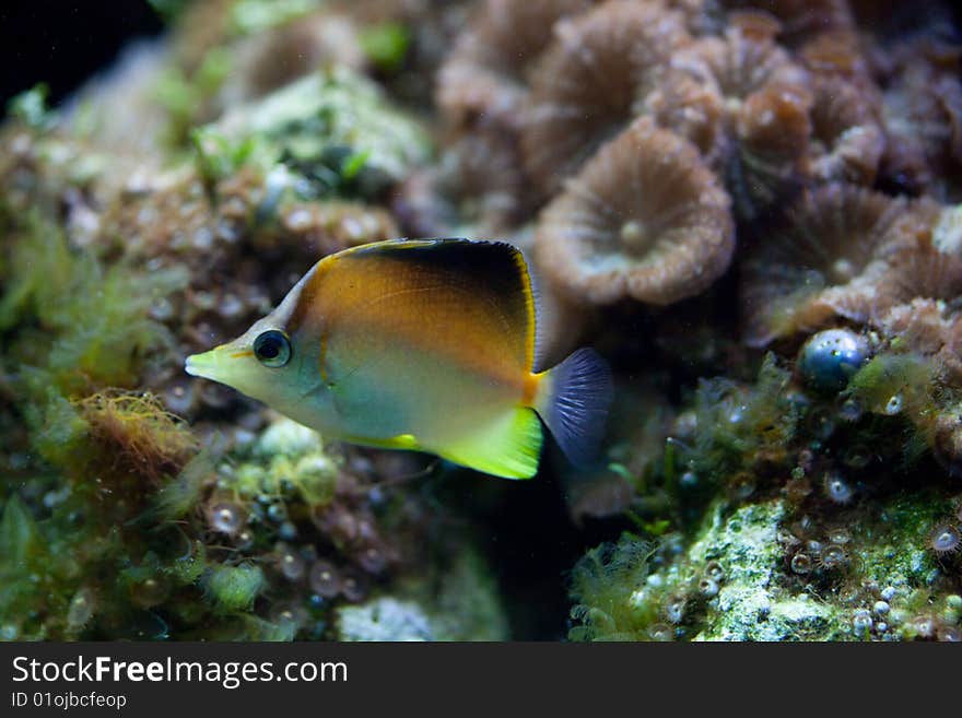 Exotic fish in tank