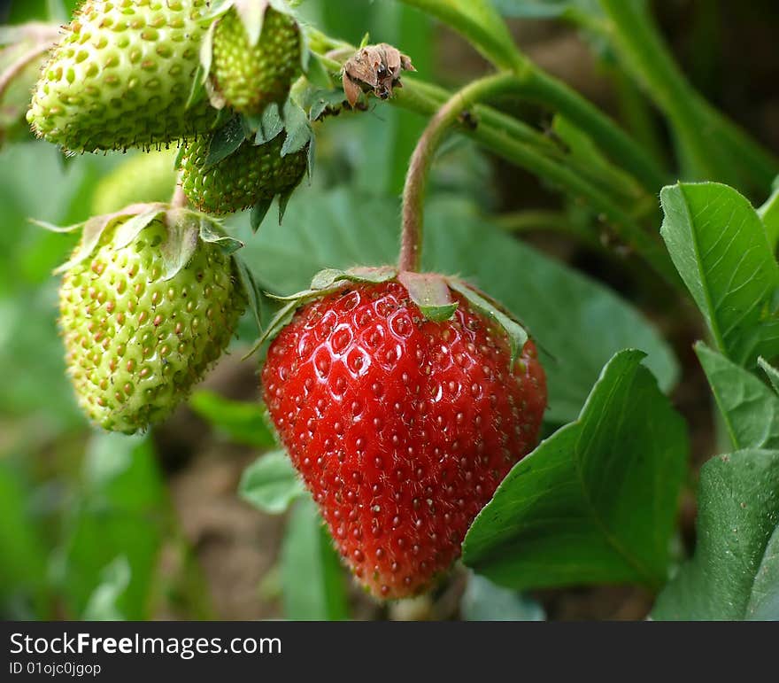 Red and two green strawberries