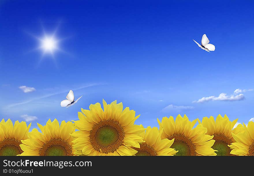 Green meadow with sunflowers and blue sky