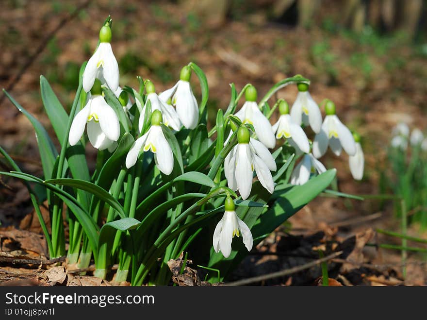 Snowdrops