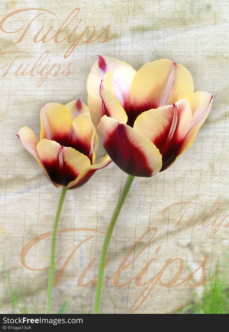 Tulips