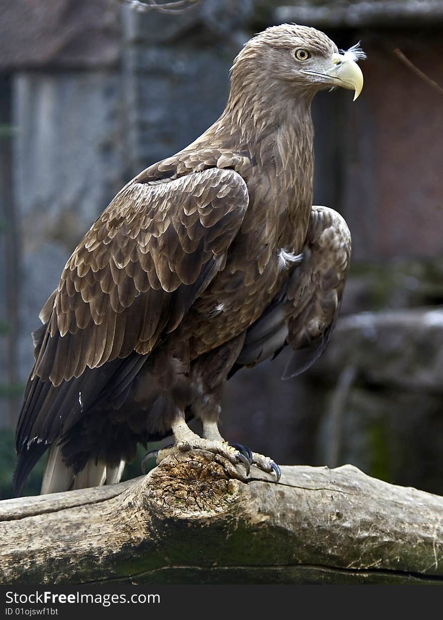 White-tailed eagle 3