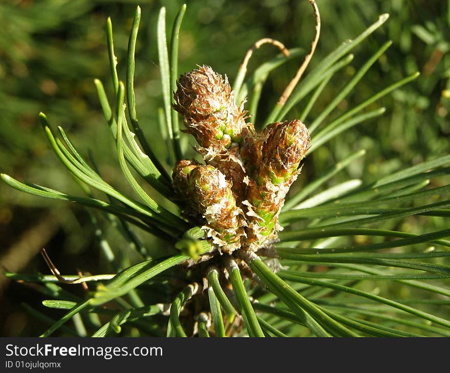 Pine cone in the botanical garden in Powsin Poland