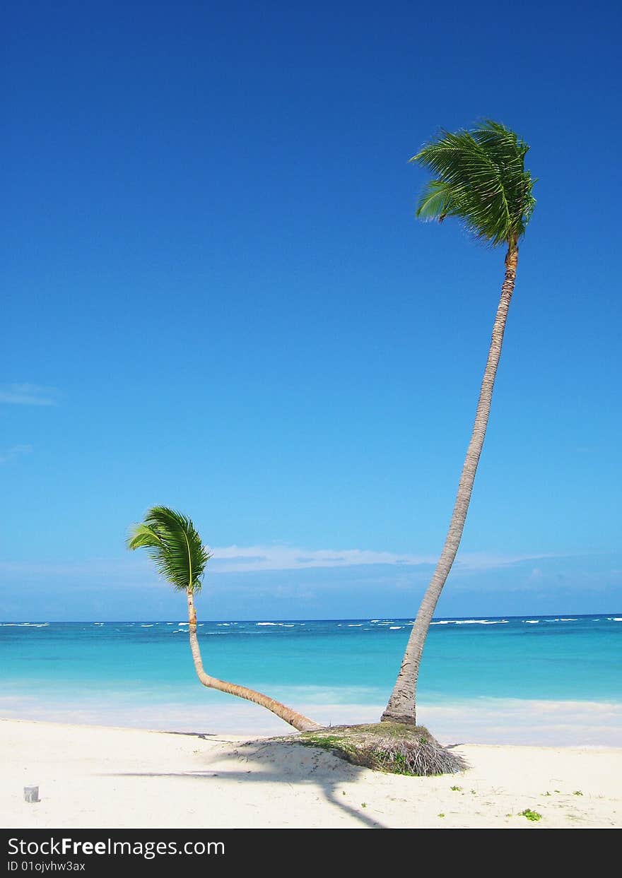 Carribean ocean coast with palms. Carribean ocean coast with palms