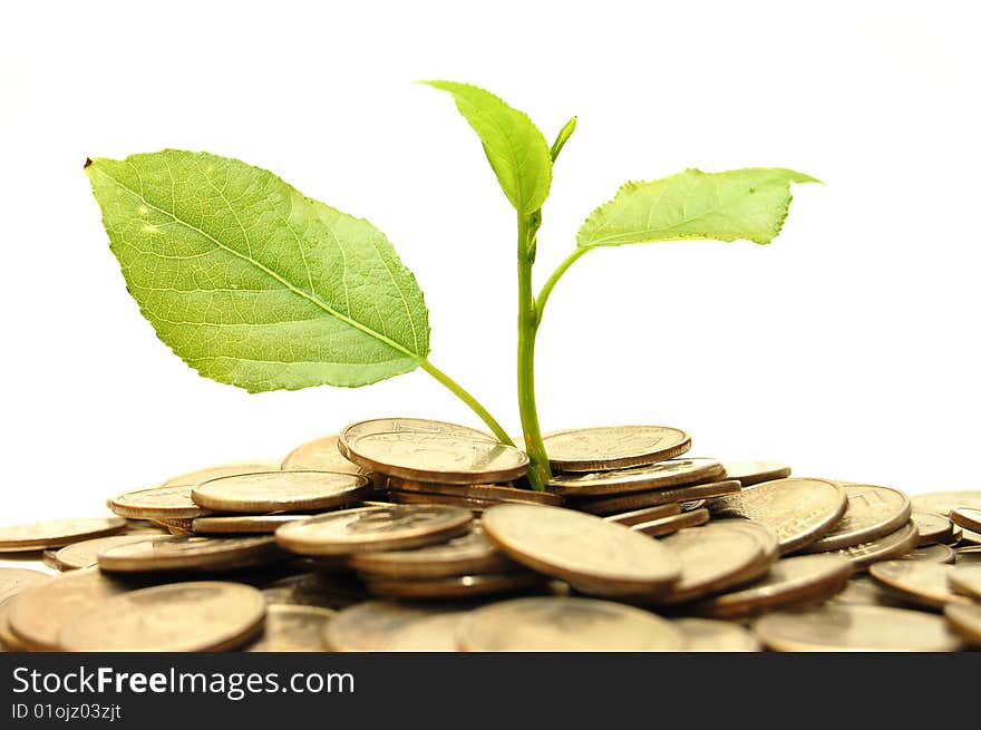 Coins and plant, isolated on white background