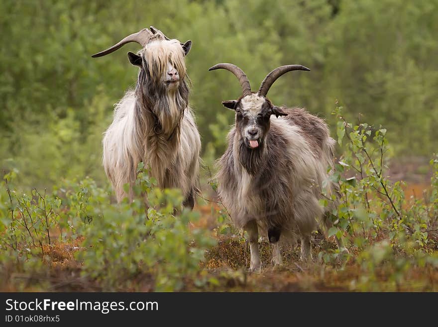 Two goats in Holland, belonging to a very old species. Two goats in Holland, belonging to a very old species.