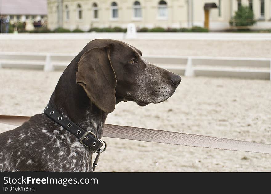 Dog on field in spring