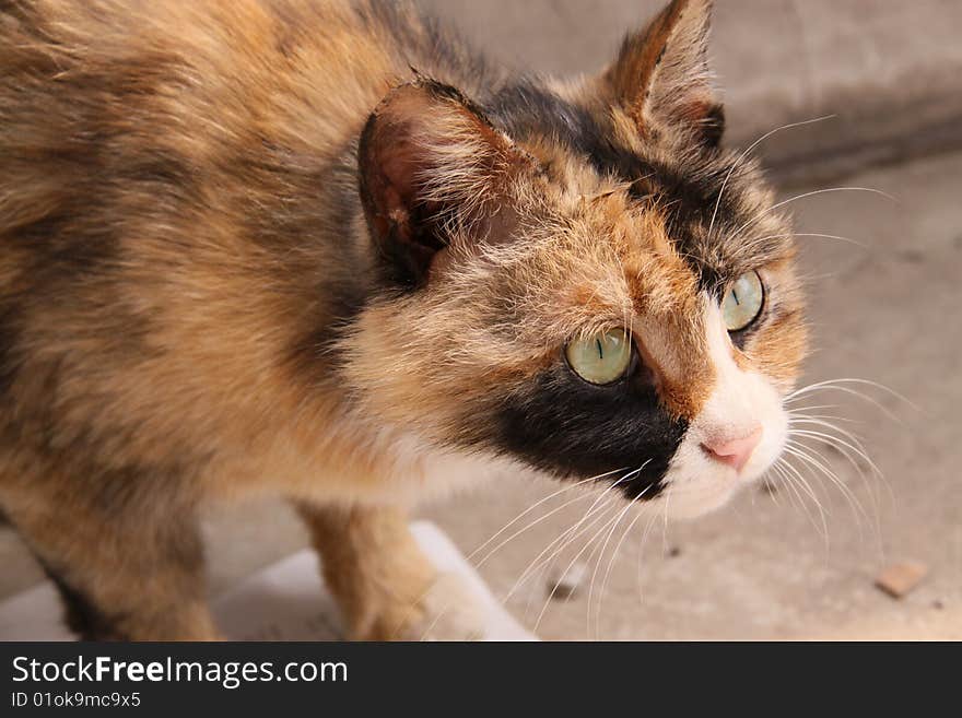 Wild cat  finding food outdoors.