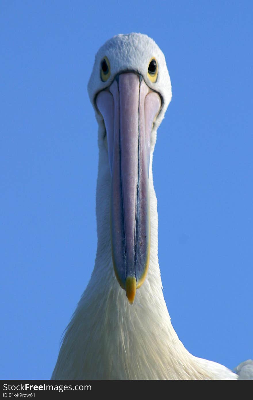 An Australian Pelican (Pelecanus conspicillatus) peers directly into the camera lens. An Australian Pelican (Pelecanus conspicillatus) peers directly into the camera lens