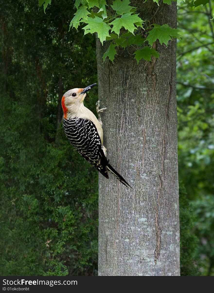 A female red-bellied woodpecker on a tree trunk