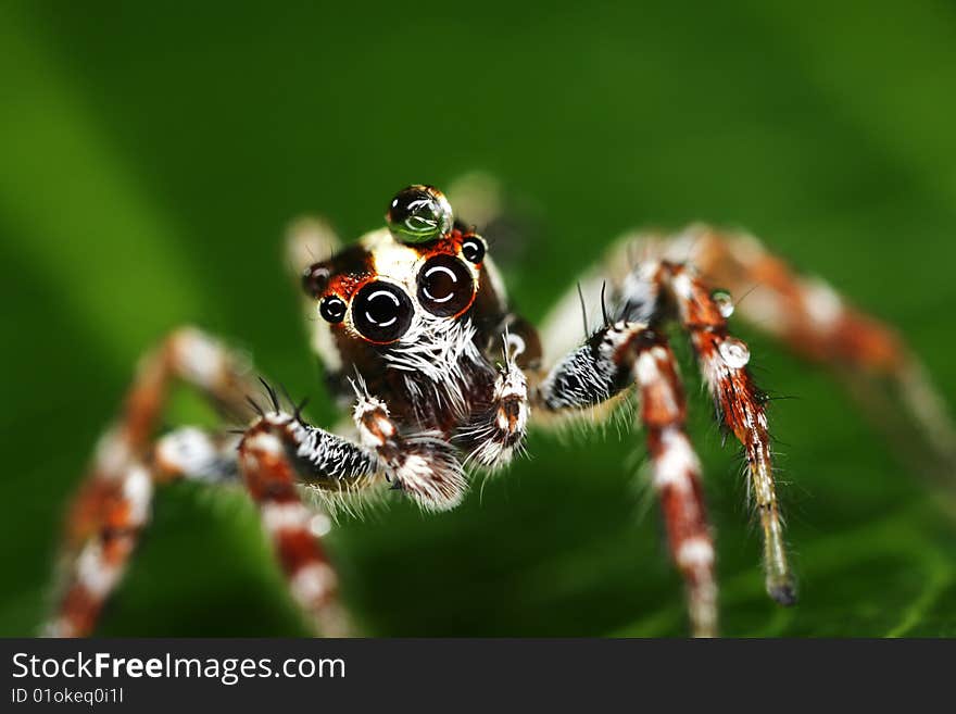 Macro shot of a jumping spider with water drops on his body and green background. Very thin depth of field. Macro shot of a jumping spider with water drops on his body and green background. Very thin depth of field.