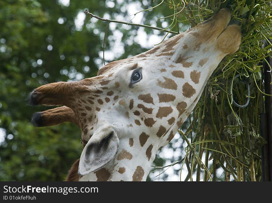 Close-up picture of giraffe eating her food.