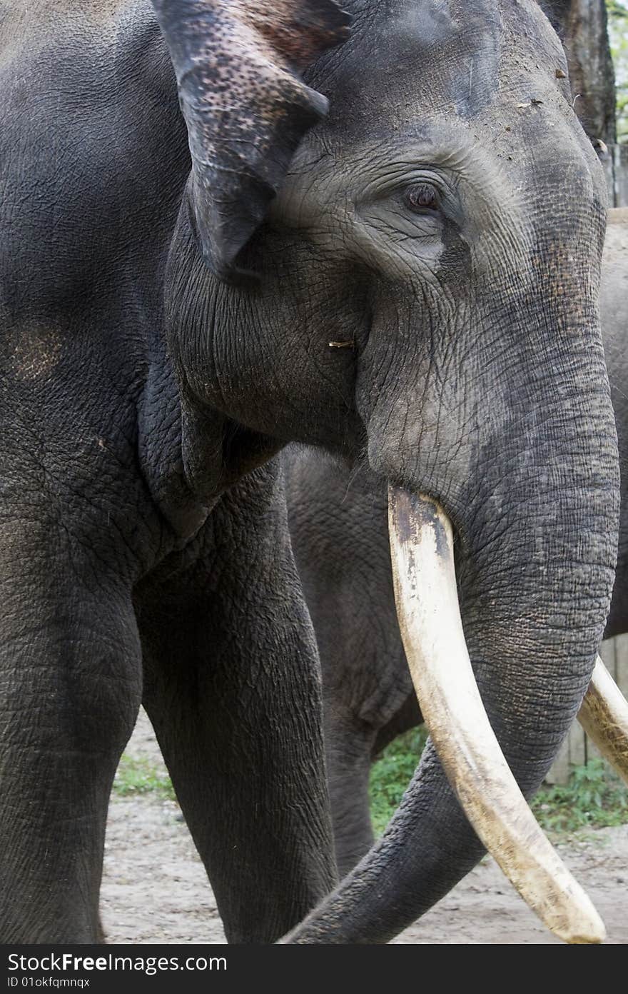 Close-up portrait of an elephant.